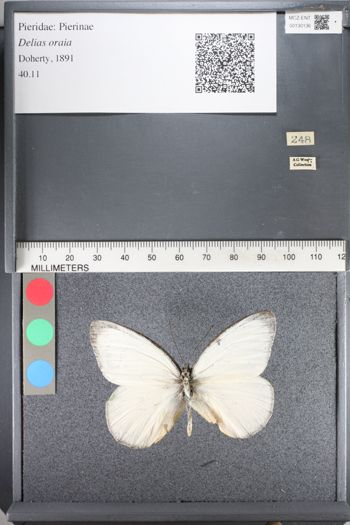 Media type: image;   Entomology 130136
